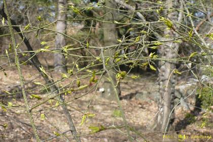 Euonymus verrucosus
